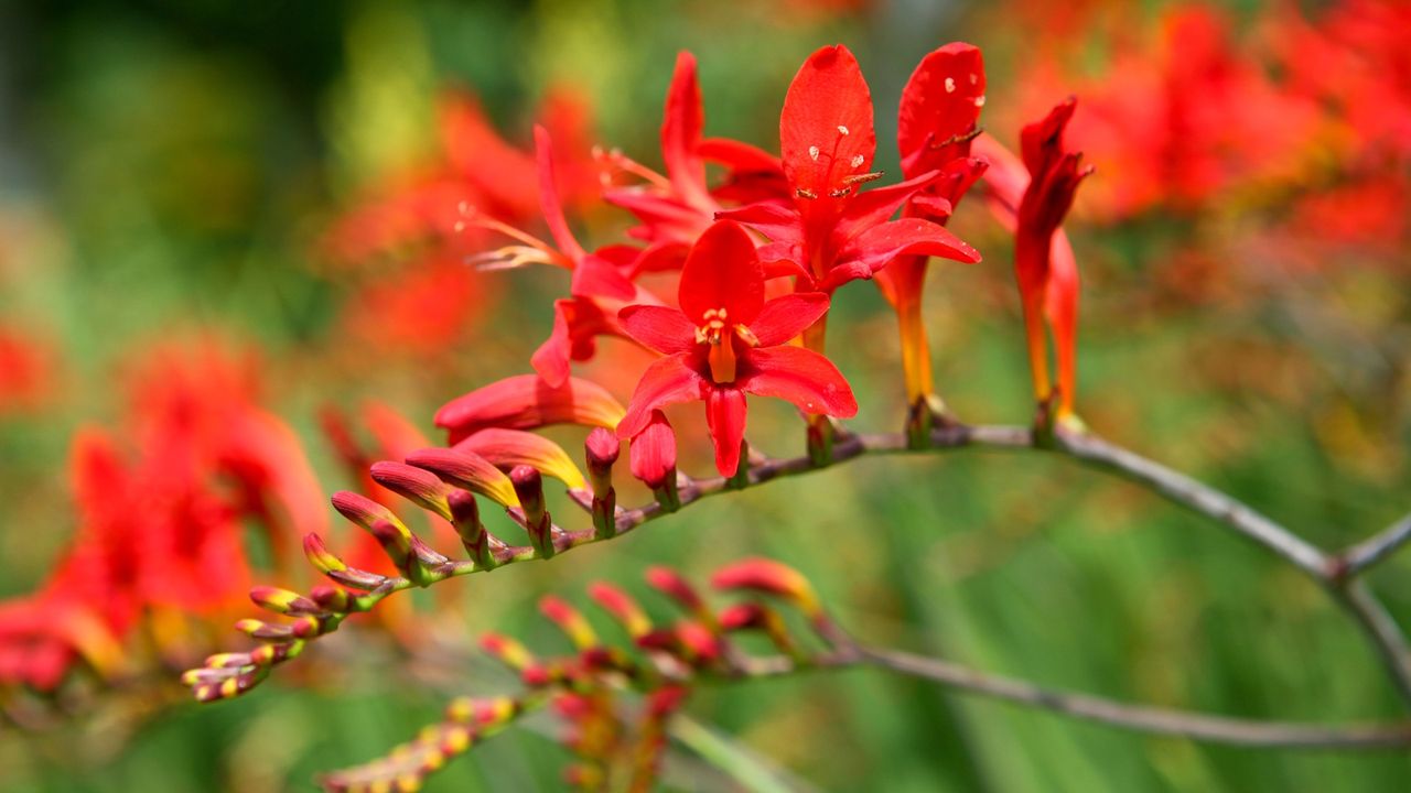 Crocosmia varieties 