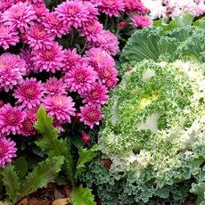 pink mums and pale ornamental cabbage