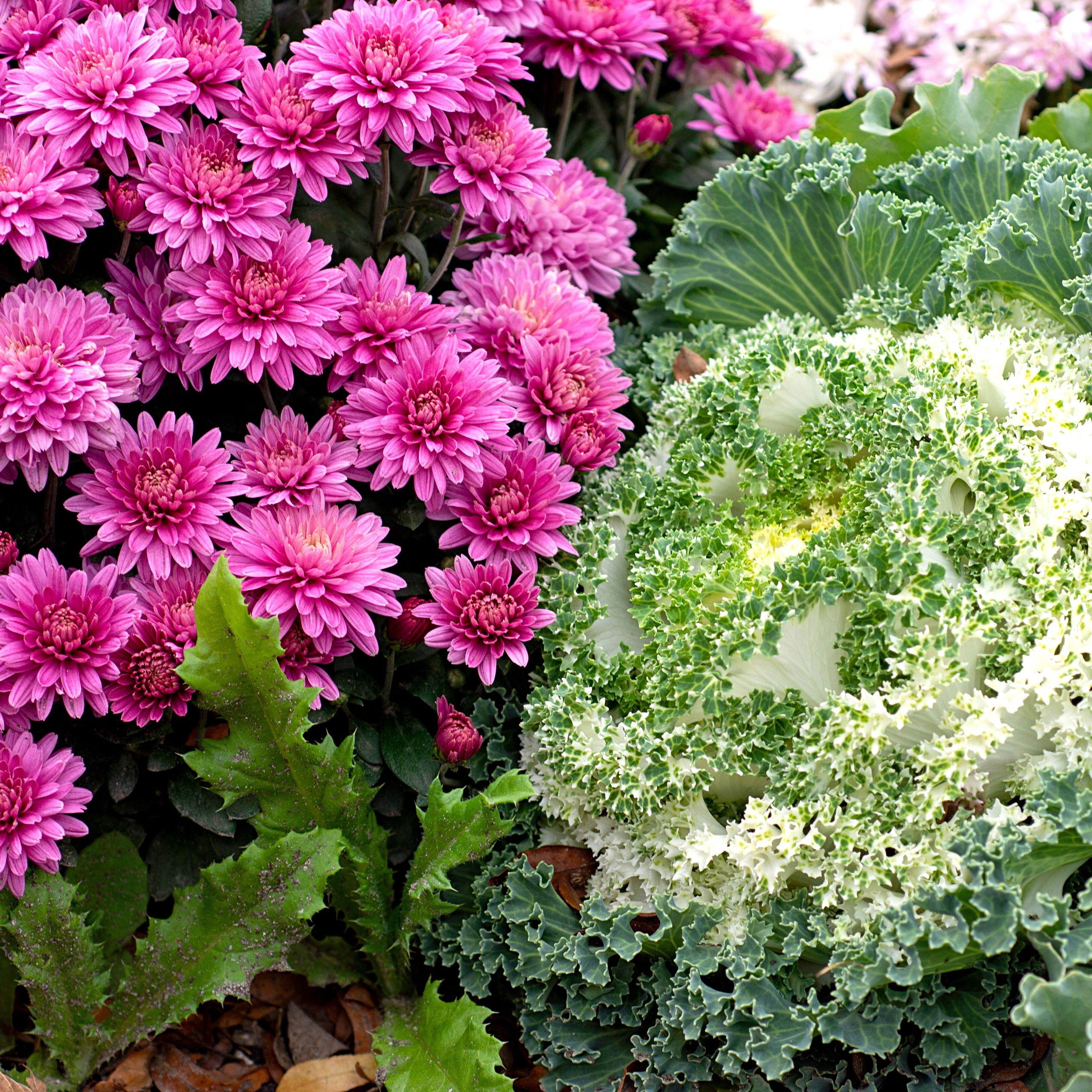 pink mums and pale ornamental cabbage