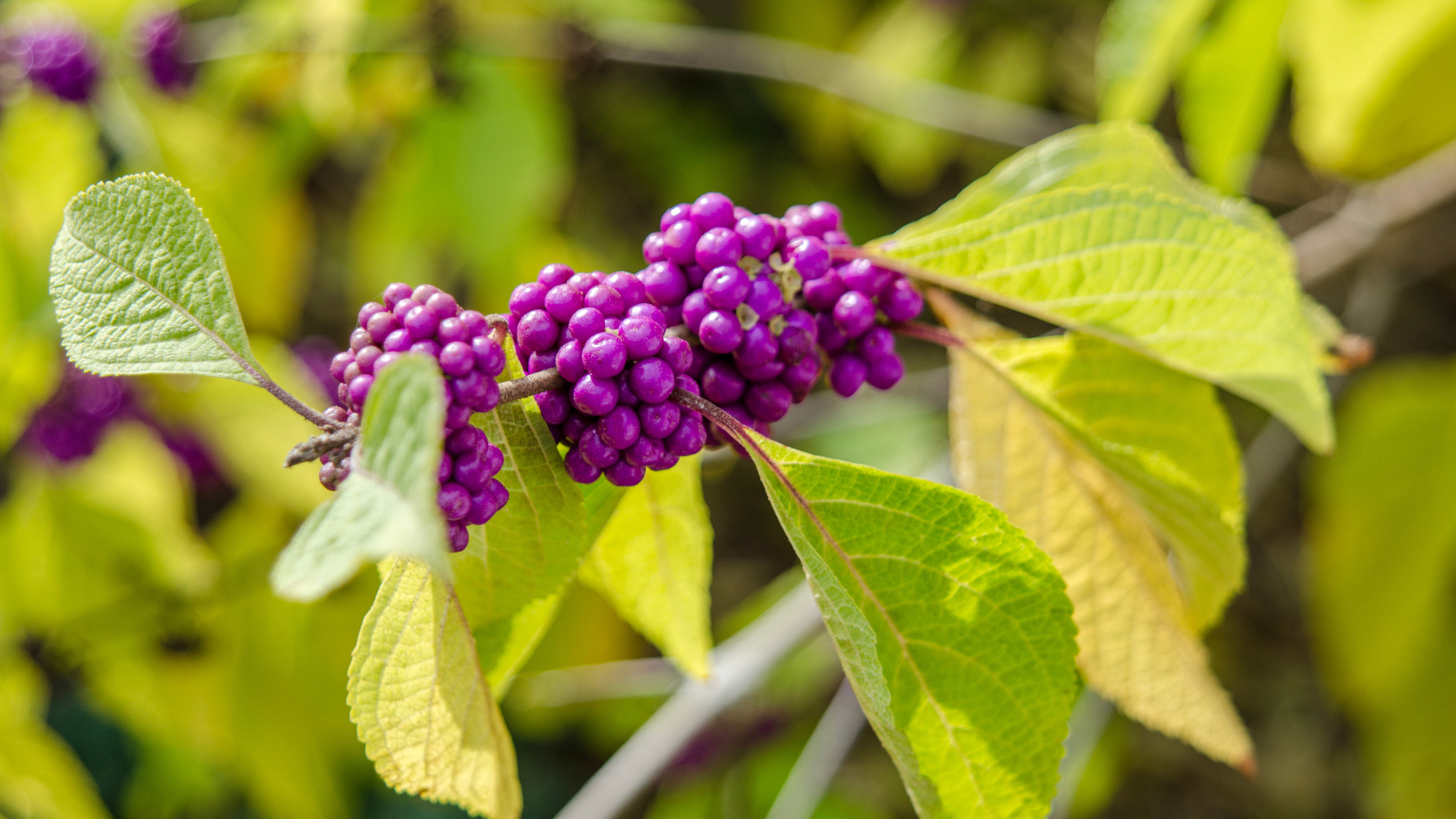Close up of Beautyberry, Callicarpa, with purple berries that appear in the Fall.