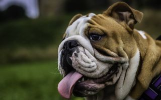 Close up of English Bulldog showing brachycephalic face