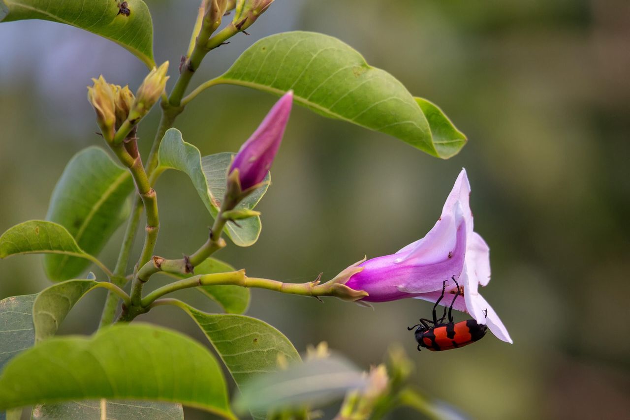 From beetles to blooms, everything needs a name. But what do they all mean?