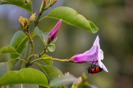 From beetles to blooms, everything needs a name. But what do they all mean?