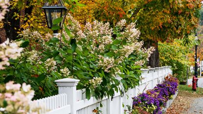 Charming white picket fence with colorful autumn trees and flowers,