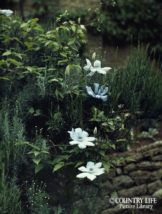 Gertrude Jekyll's garden at Munstead Wood - photographed in 1912 (©Country Life Picture Library)