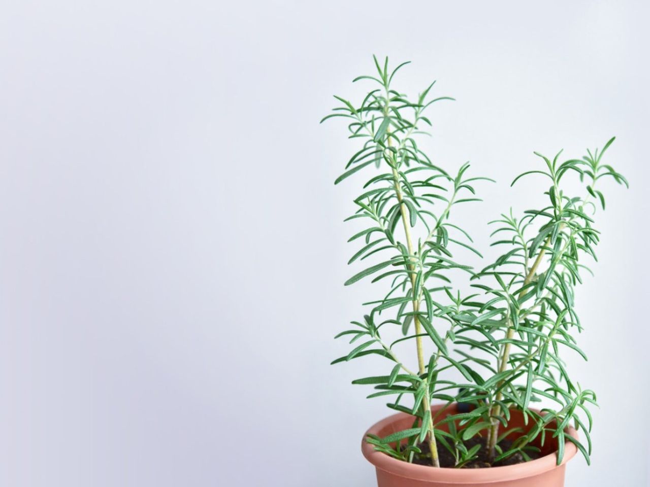 Indoor Potted Edible Houseplant