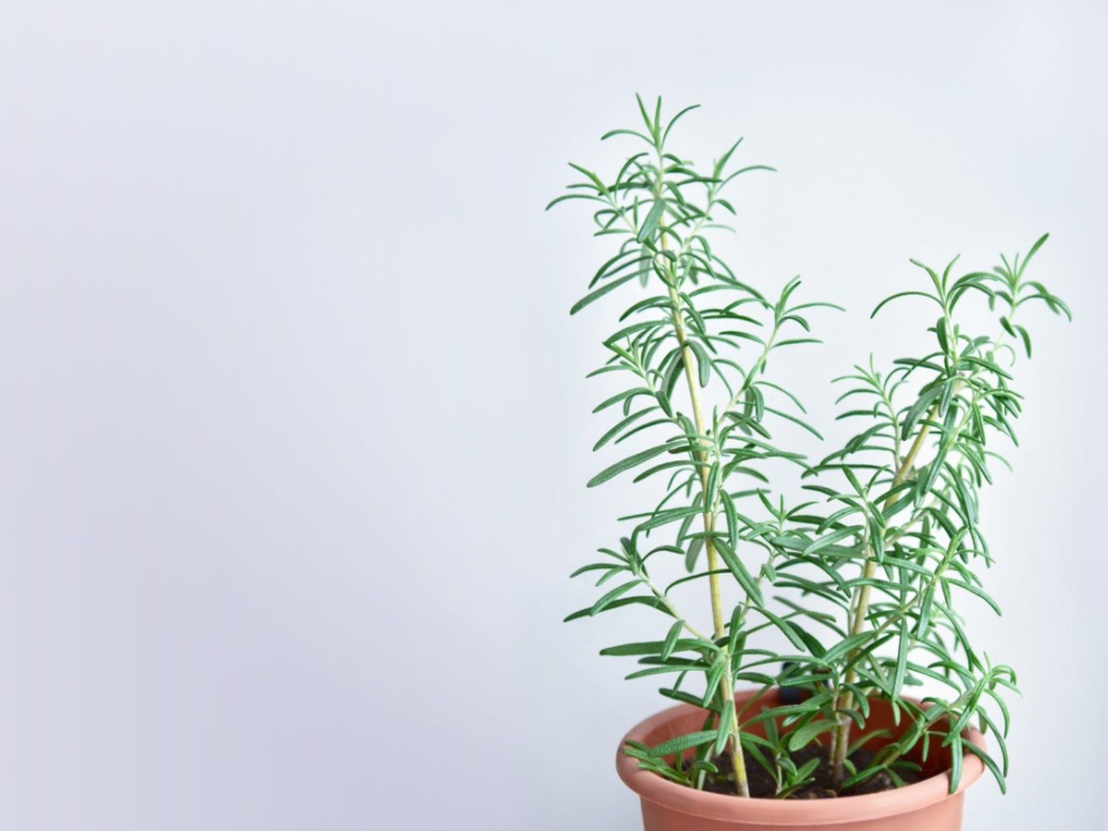 where to buy a lavender plant near me Munstead English Lavender main image 1