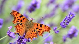 Orange butterfly on lavender