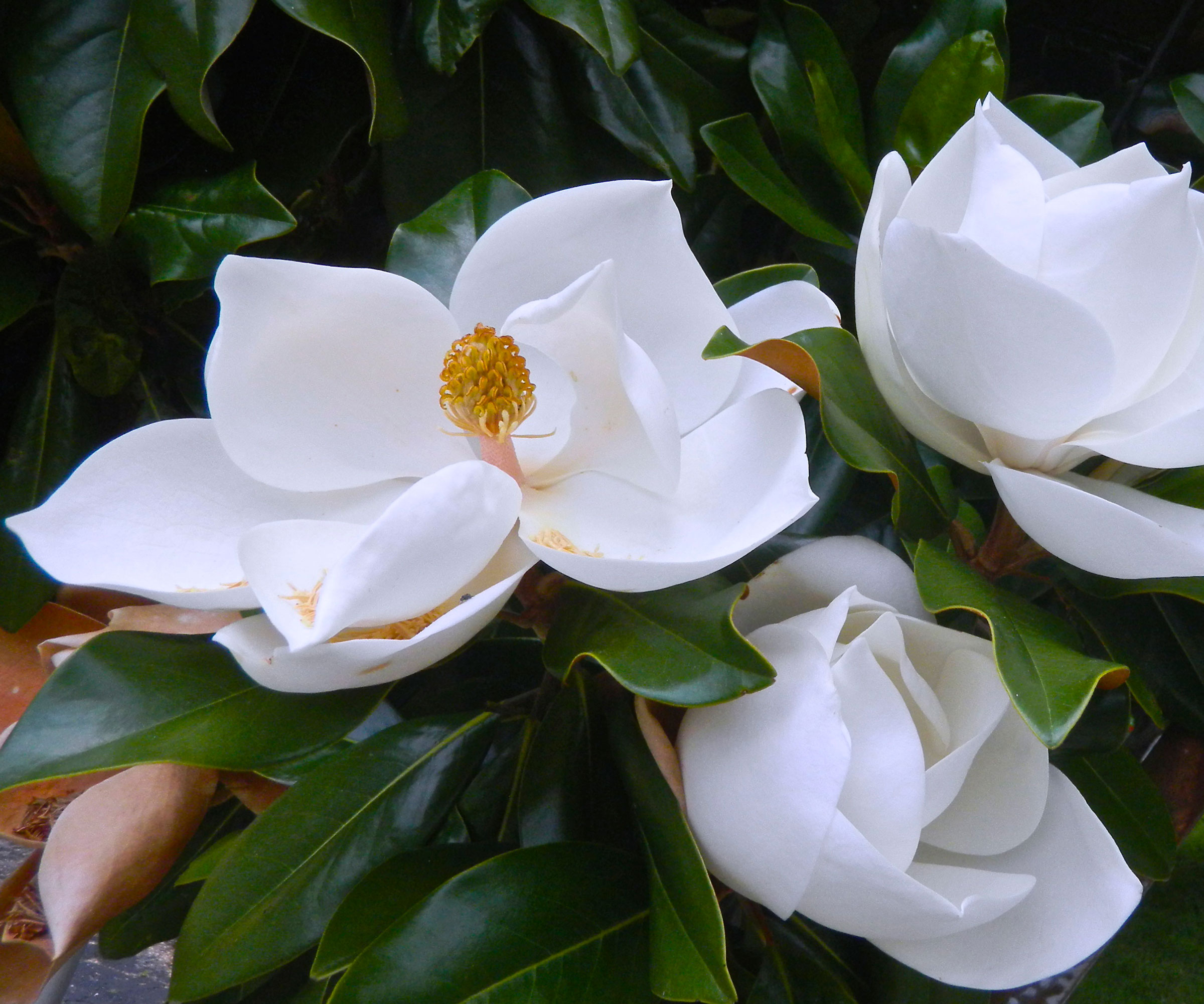 white flowers of the tree Magnolia grandiflora 'Little Gem'
