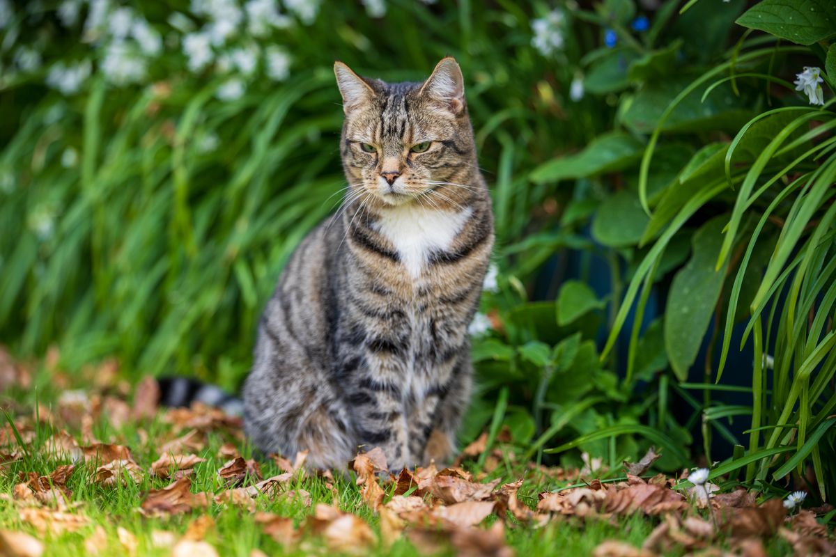 Sony FE 50-150mm f/2 G Master example shot
