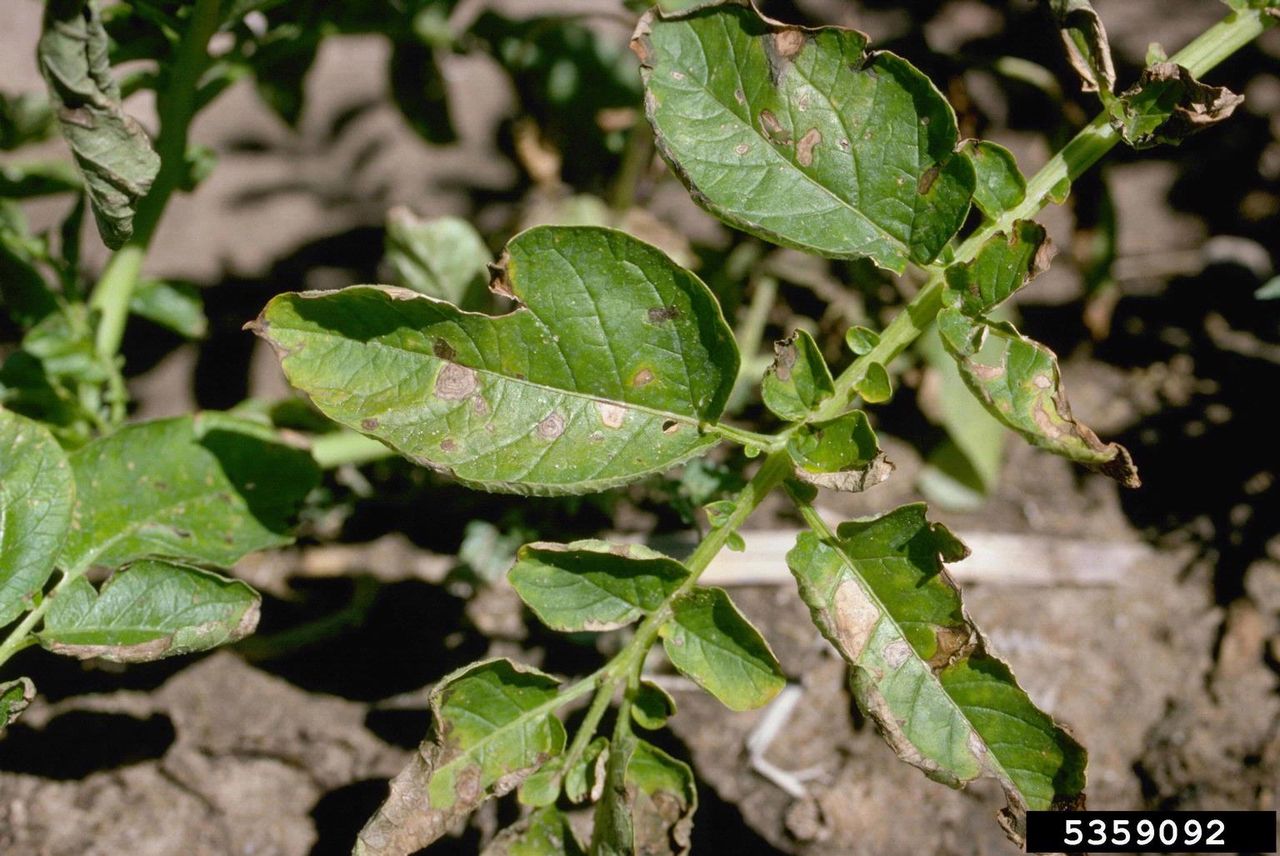 poato early blight