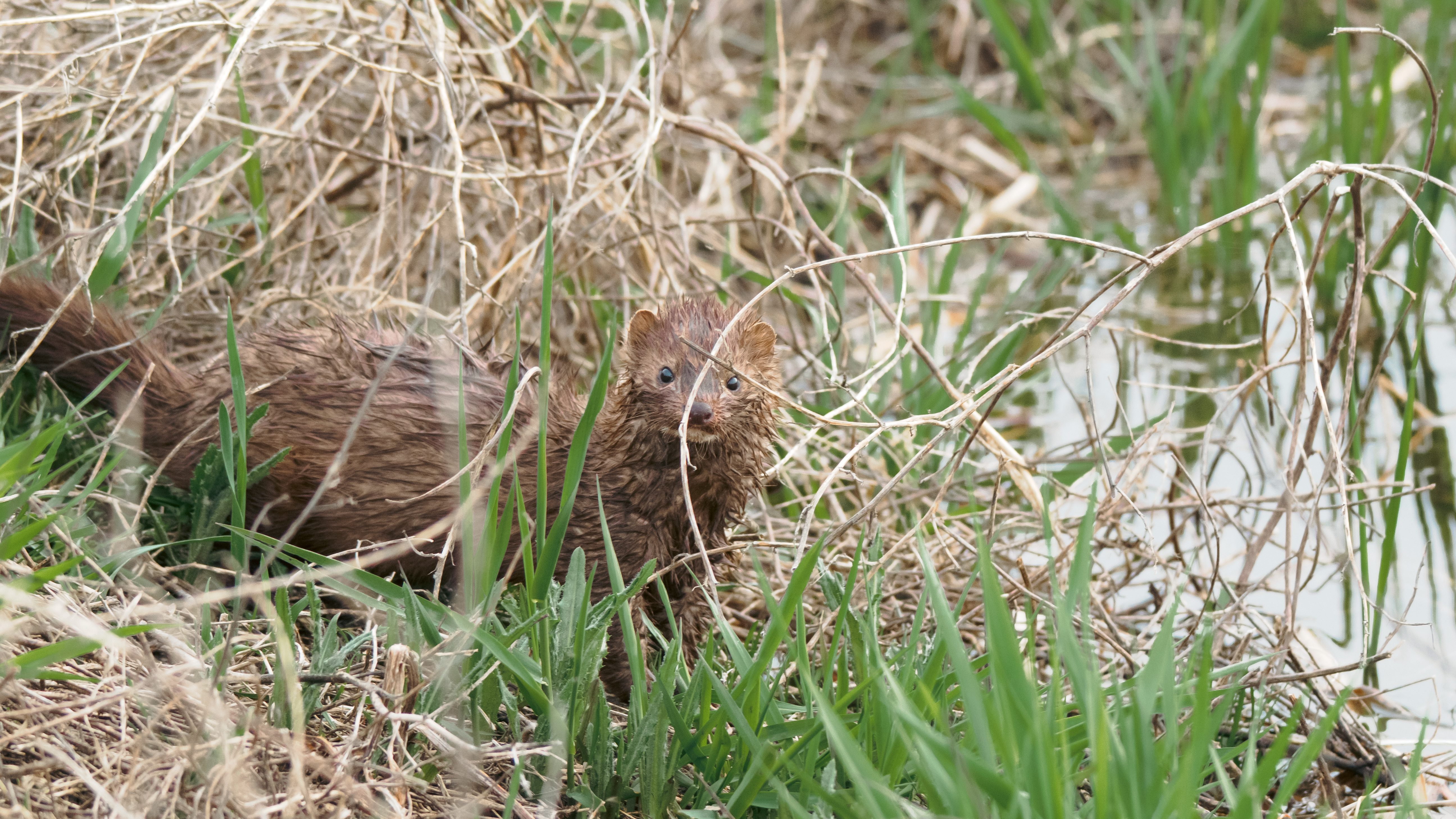 A mink in the grass