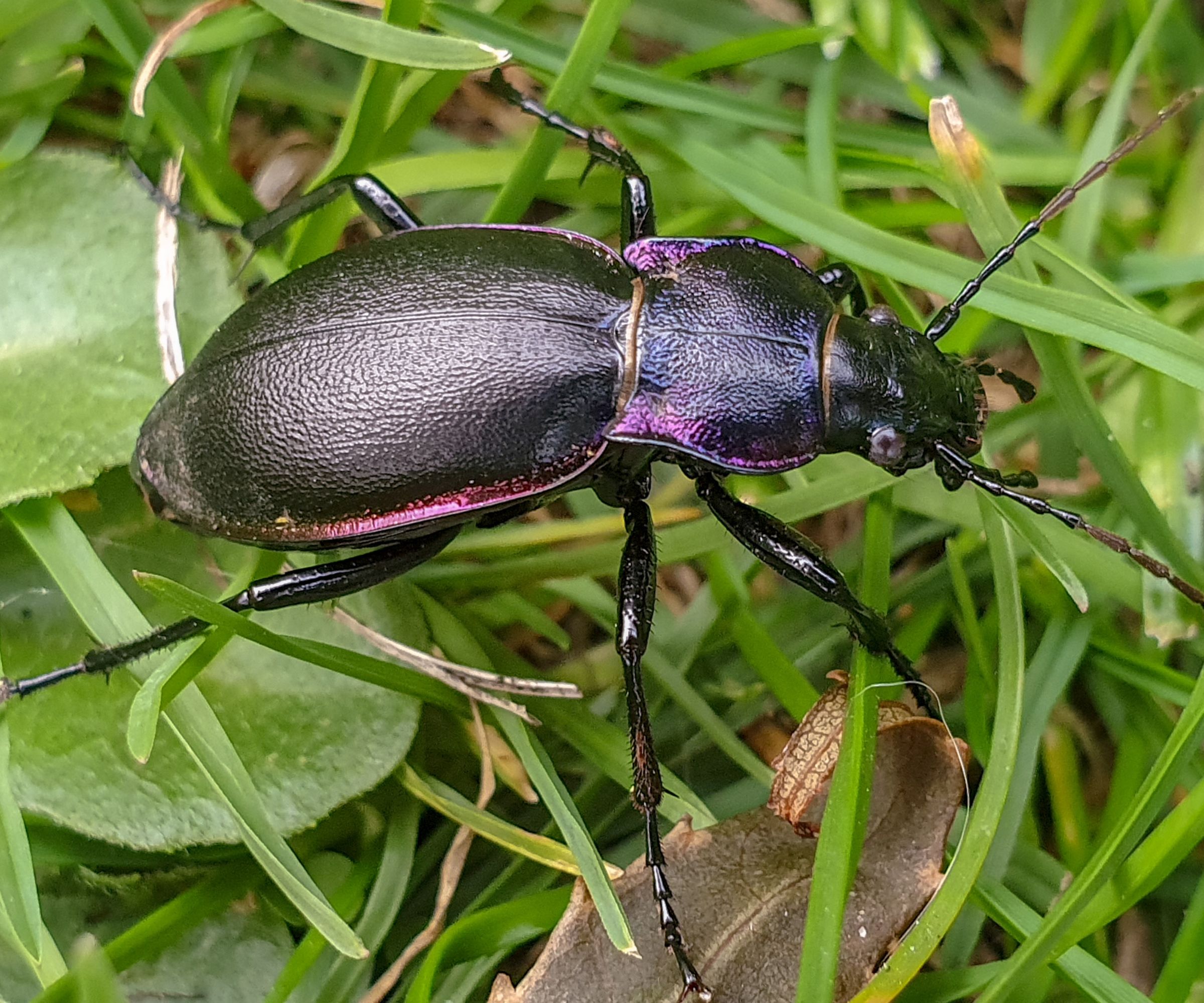 Violet ground beetle in grass