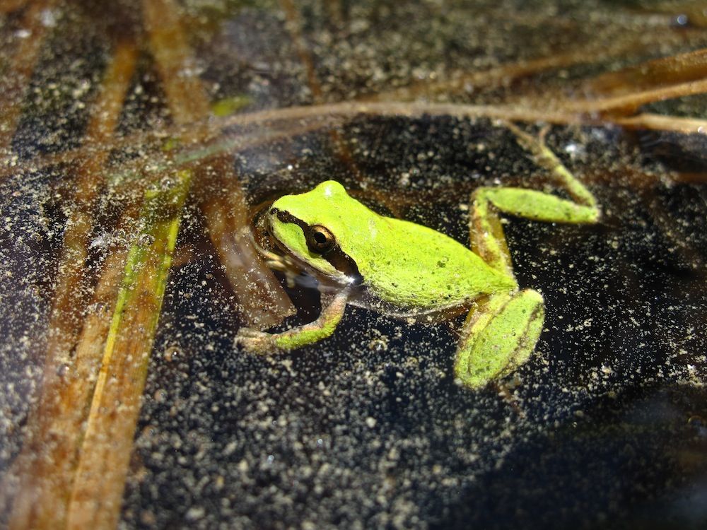 Pacific chorus frog