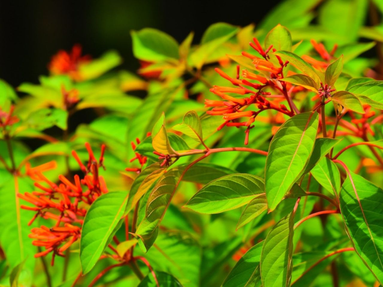 Leaf Drop On A Firebush