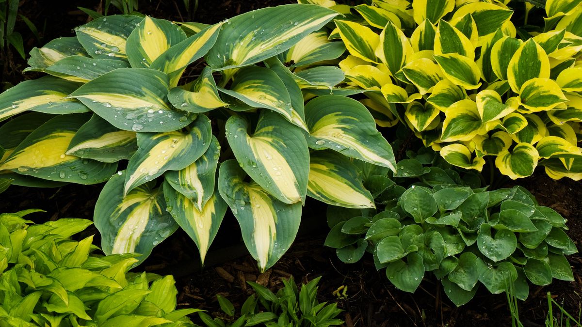 7 tips to turbocharge your plants into hypergrowth mode