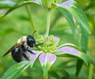 bumble bee resting on horsemint flower