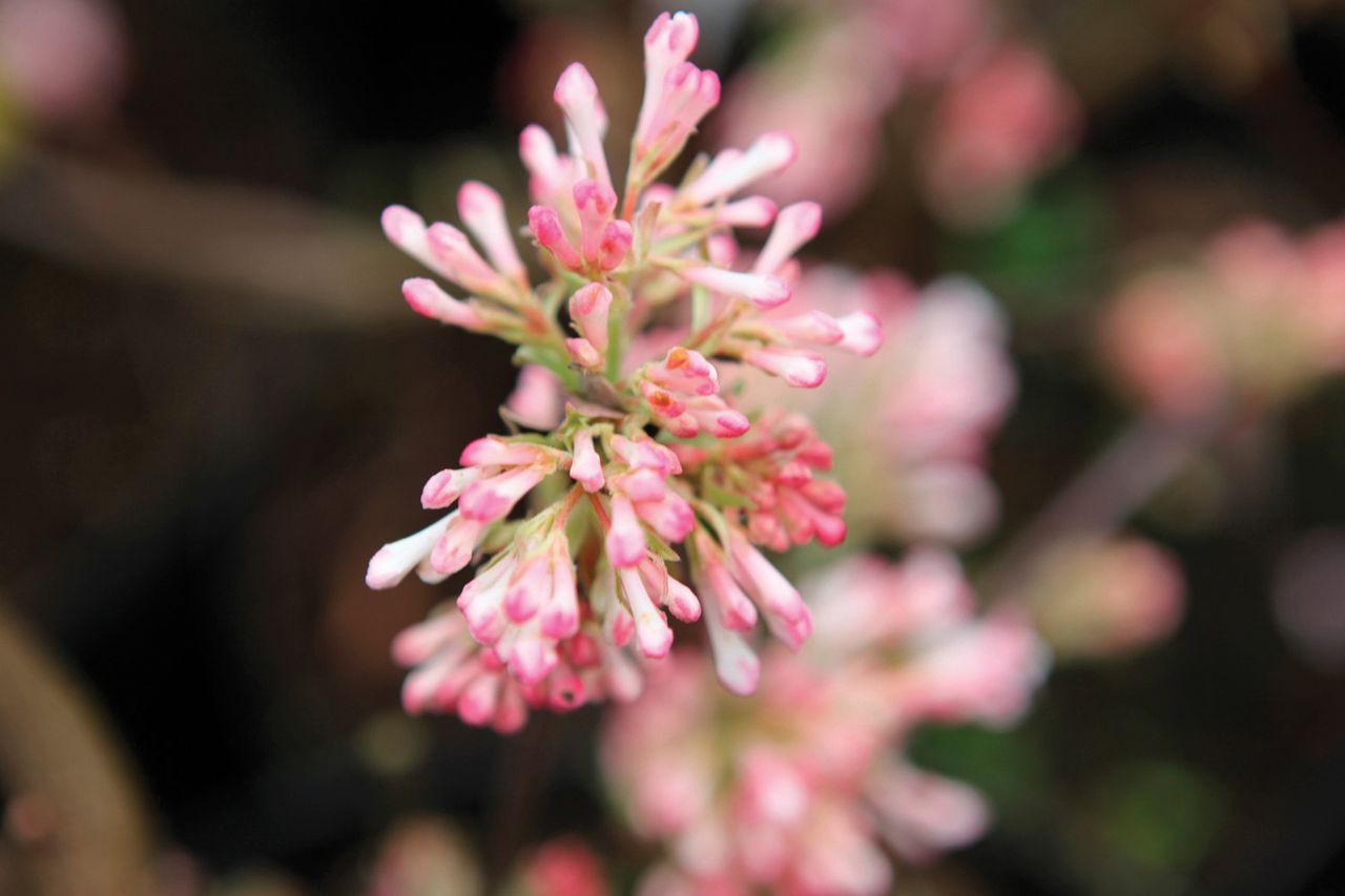 fragrant plants: Viburnum bodnantense &#039;Charles Lamont&#039; 