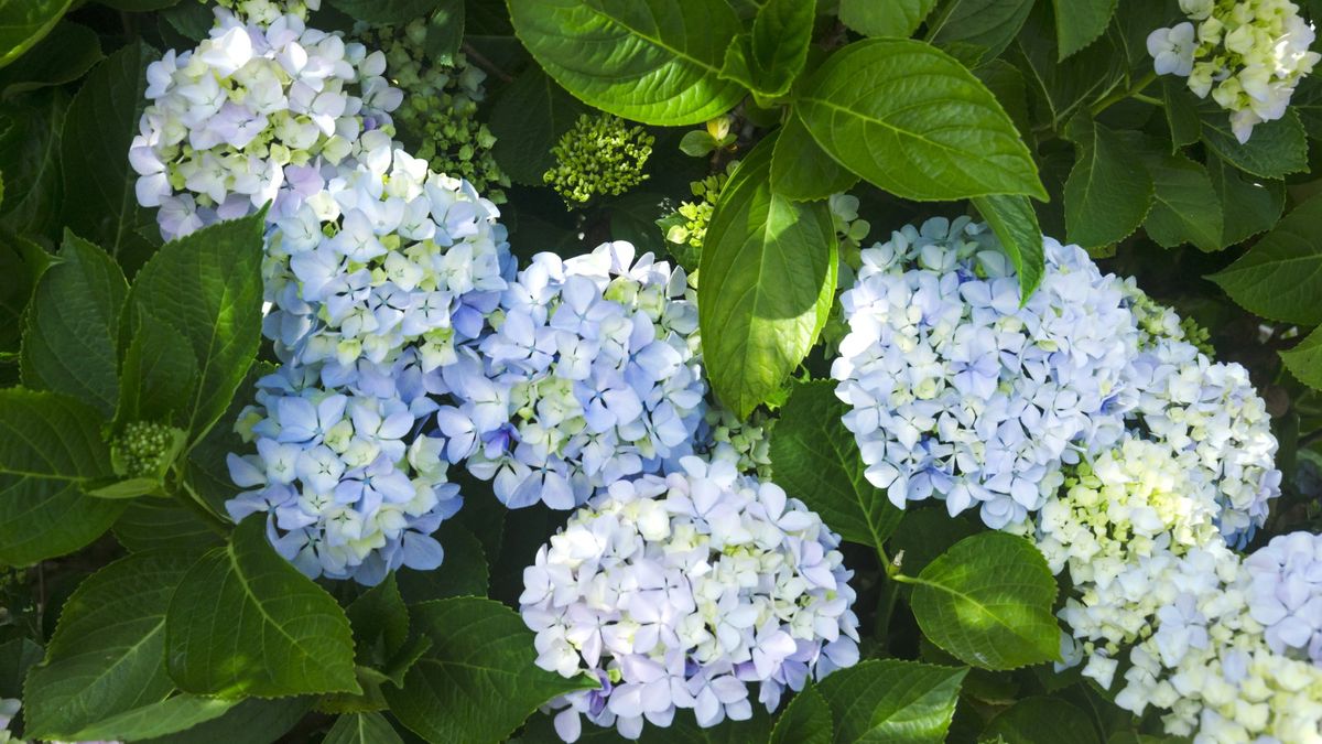 When to prune mophead hydrangeas for the best flowers Homes & Gardens