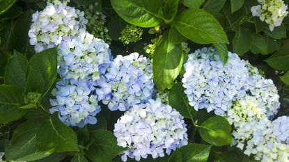 Blue hydrangeas in flower