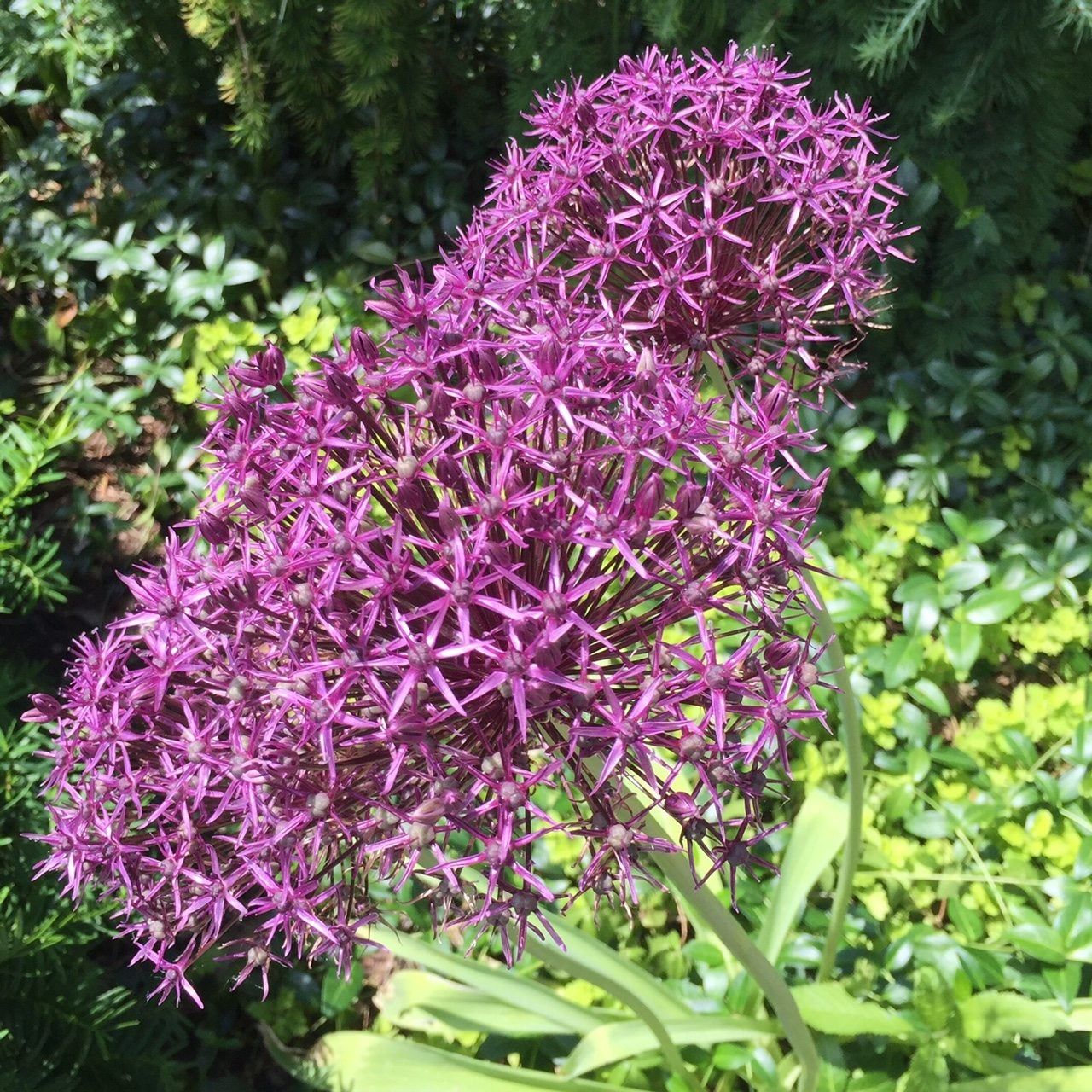 Allium Care After Flowering How To Care For Alliums After Blooming