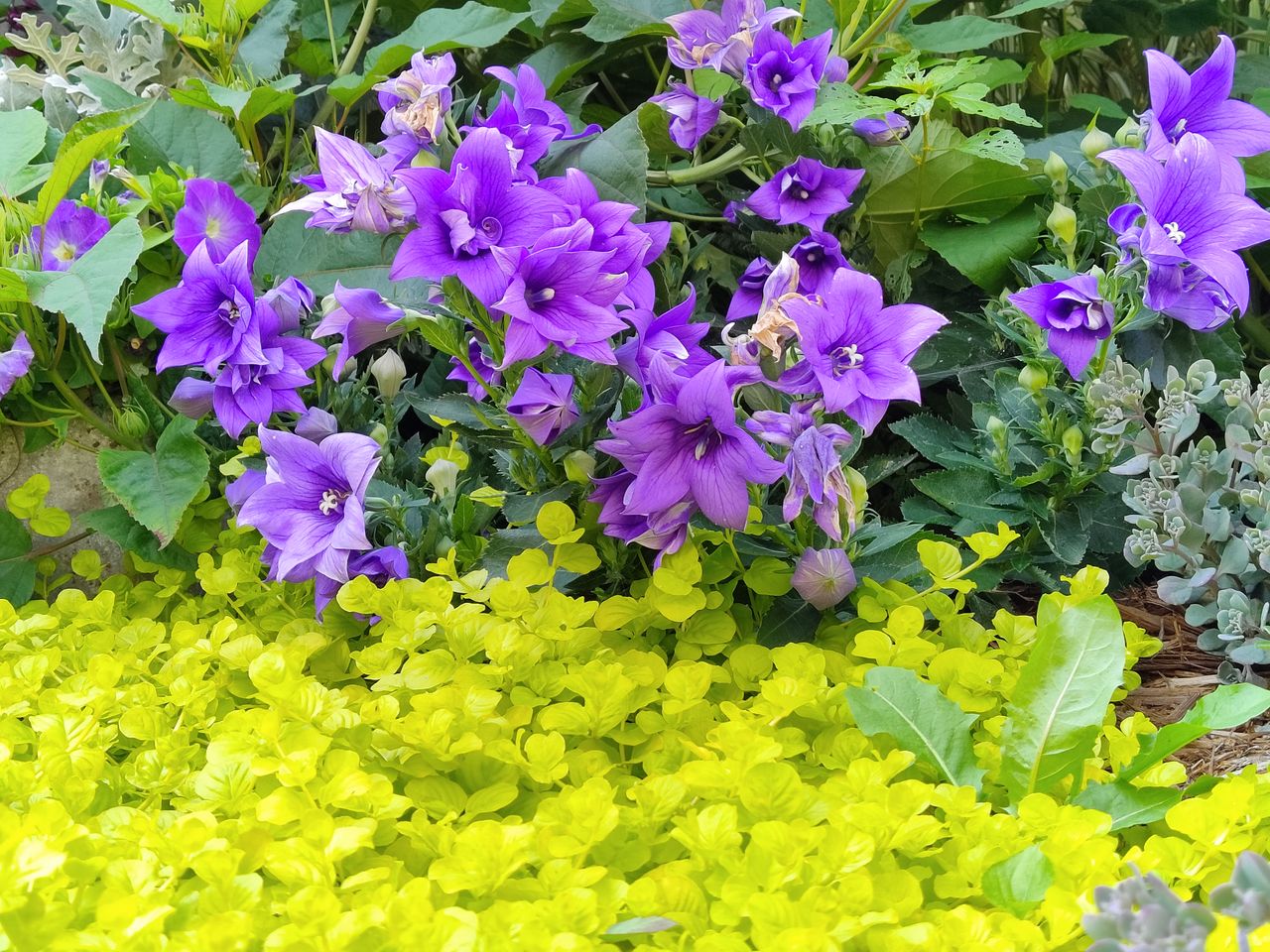 TCL 20 Pro 5G camera samples