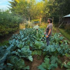 Zach Galafianakis waters tomatoes for This Is A Gardening Show