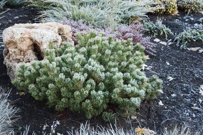 dwarf pine