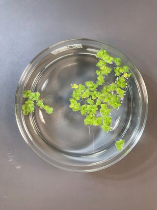 The tiny floating duckweed plant is uniquely suited to meet the nutritional needs of astronauts.