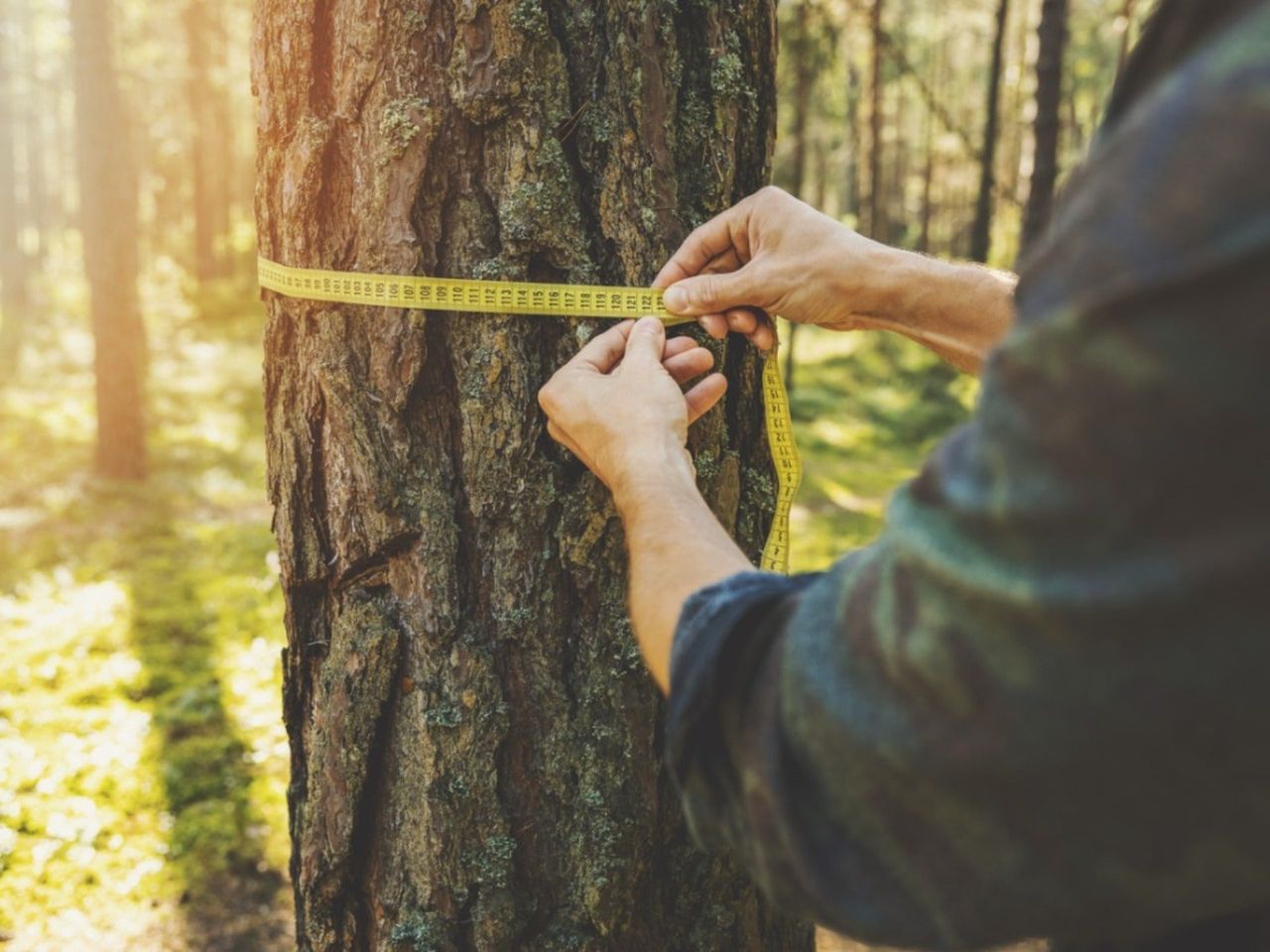 A man wraps a tape measure around the trunk of a tree