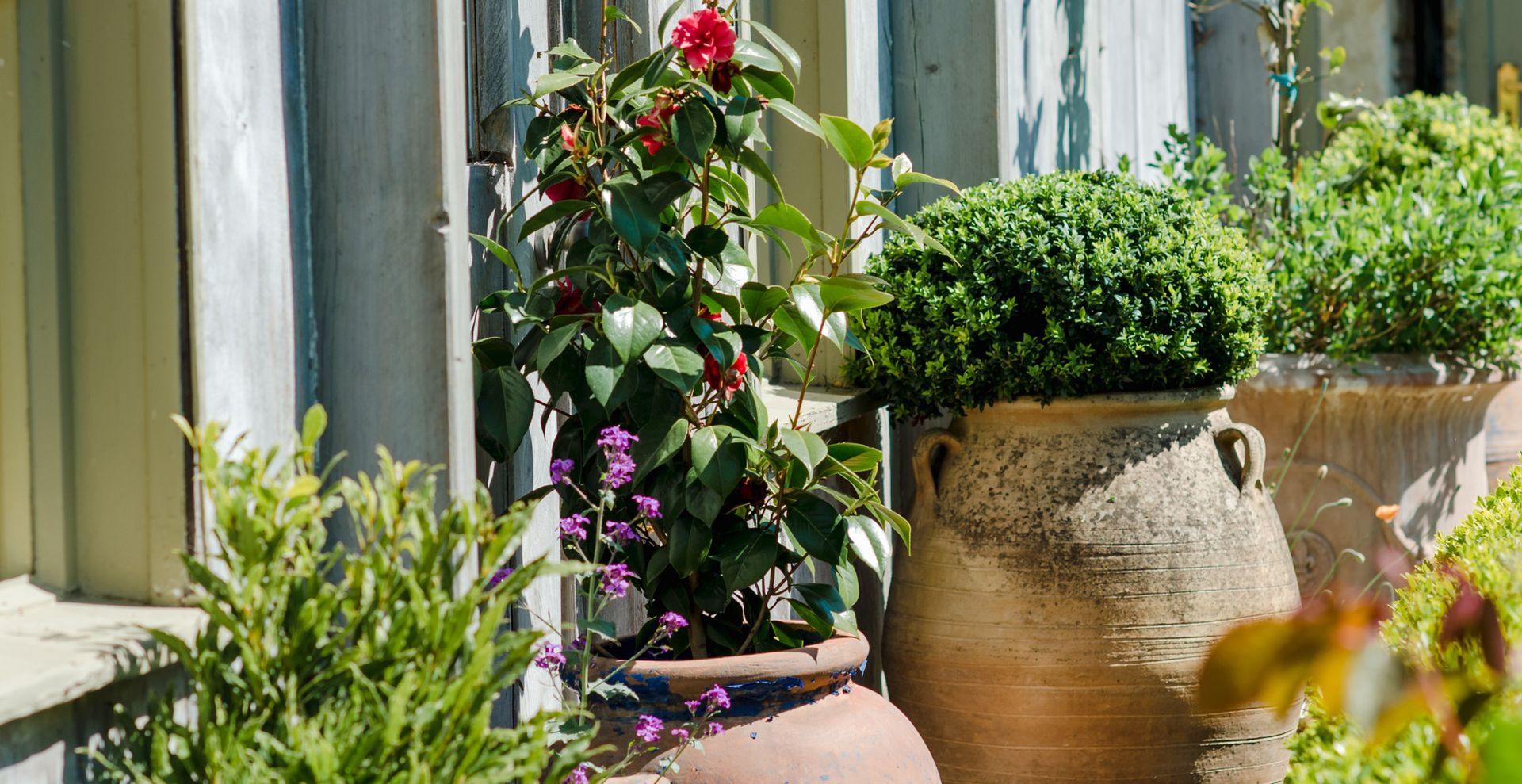 house exterior with large plants pots growing plants next to the back door