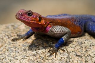 A red-headed rock agama displays colorful male territorial markings in Serengeti National Park.