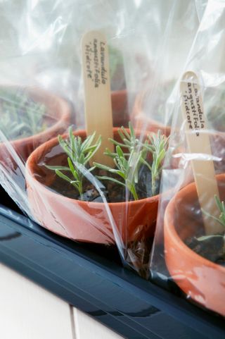Propagation of lavender. Pots of planted cuttings covered with clear polythene bags to maintain humidity