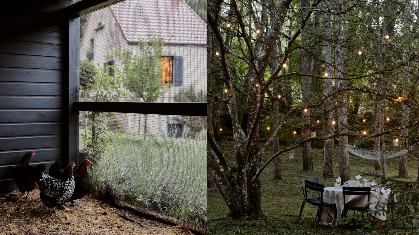 Split image of chicken in a coop, and fairy lights in a tree with table set for dinner underneath the branches