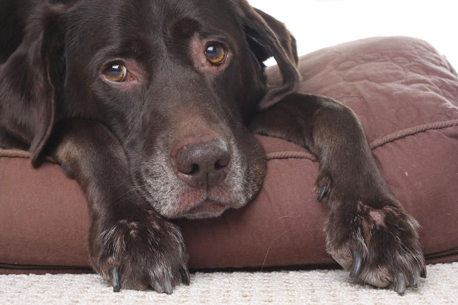 Studies show dogs have &amp;#039;separation anxiety&amp;#039; when kids leave for school