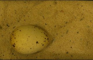 Cream-colored camouflaged quail egg