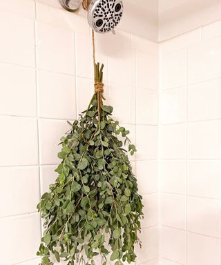 A bunch of eucalyptus hanging off a shower head