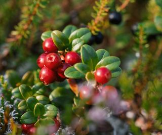 Ripe red cranberries growing on a bush