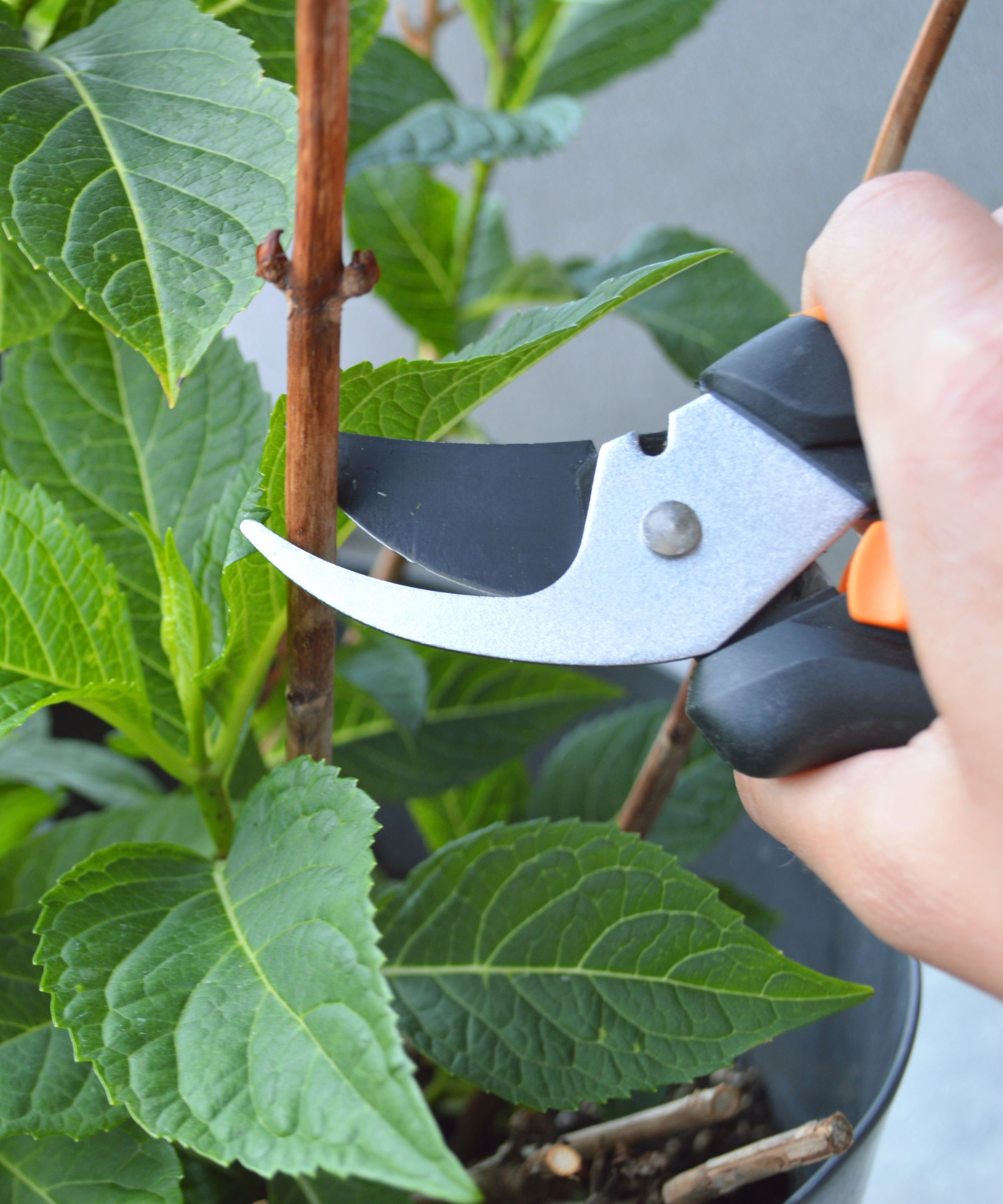 Pruning hydrangea stems