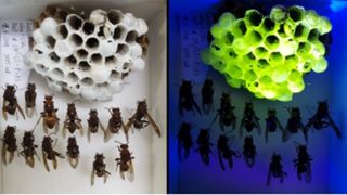Image on the left shows a wasp nest and wasps under white light; image on the right shows the same nest under UV light and parts of the nest are glowing bright green