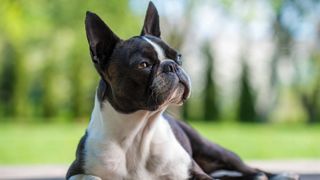 Boston terrier lying on terrace