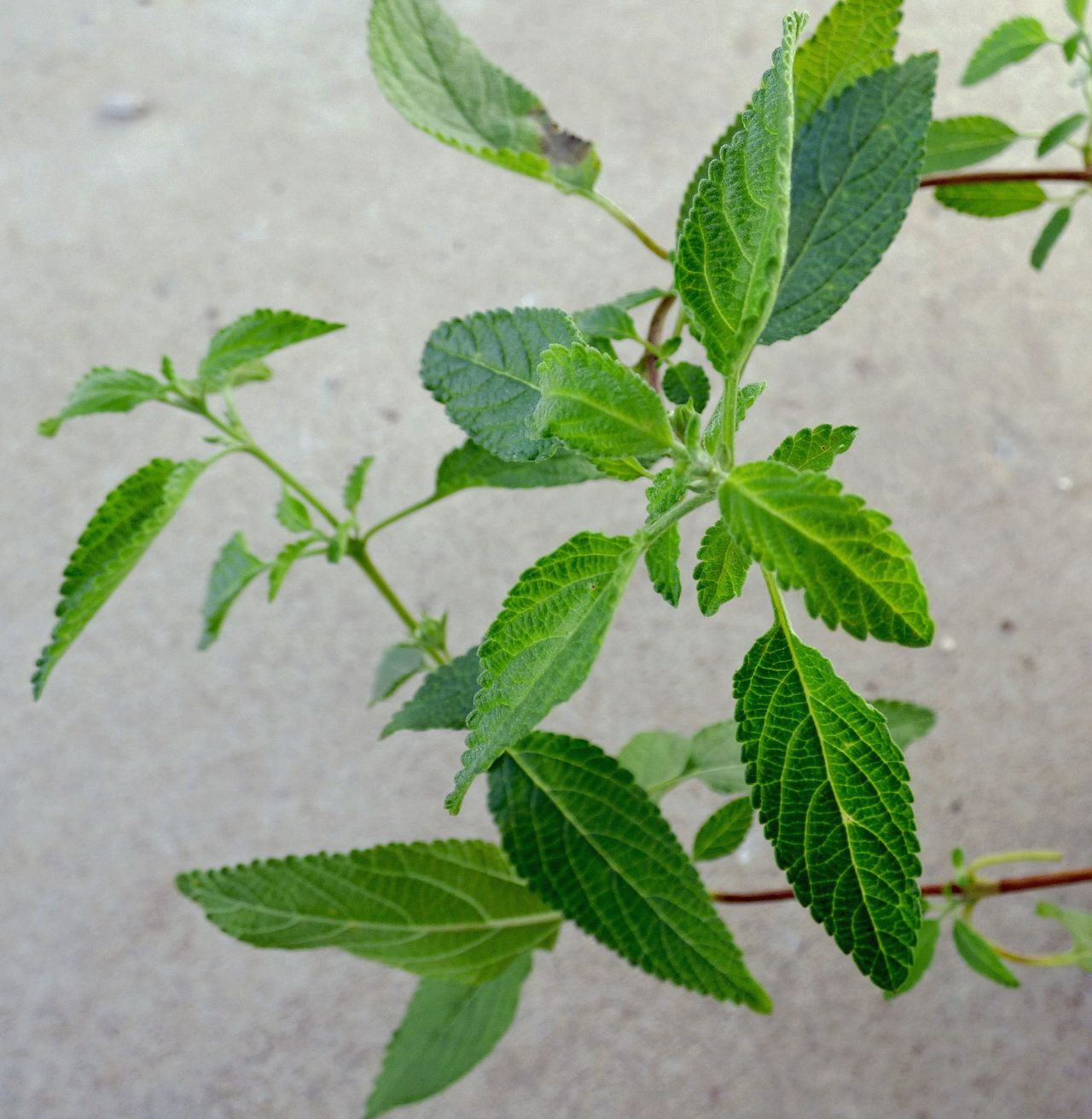 mexican oregano