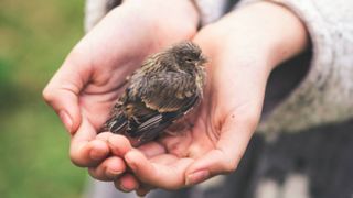 Pair of hands cupping a baby bird that has fallen from nest