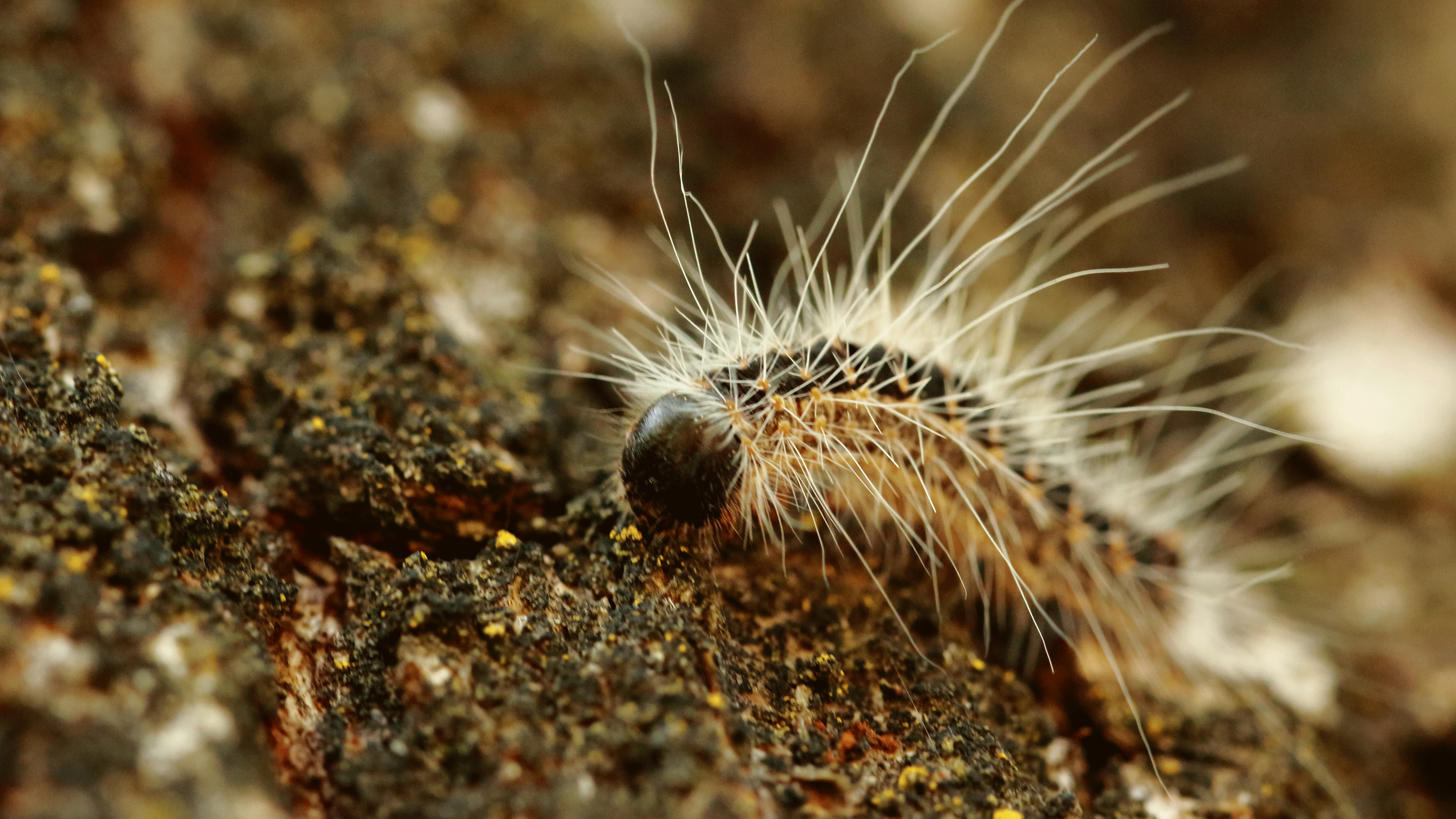 Toxic caterpillar