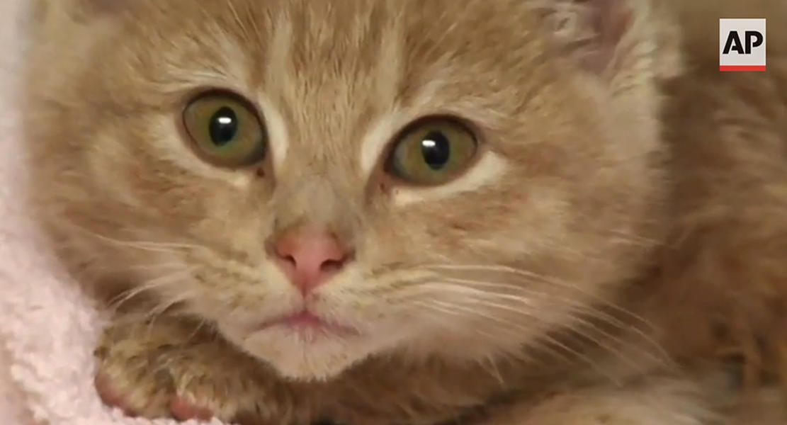 Meet Elsa, the adorable kitten rescuers found close to frozen