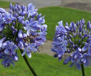 true blue alliums in flower