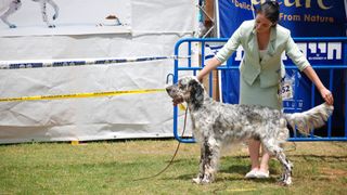 English setter at dog show