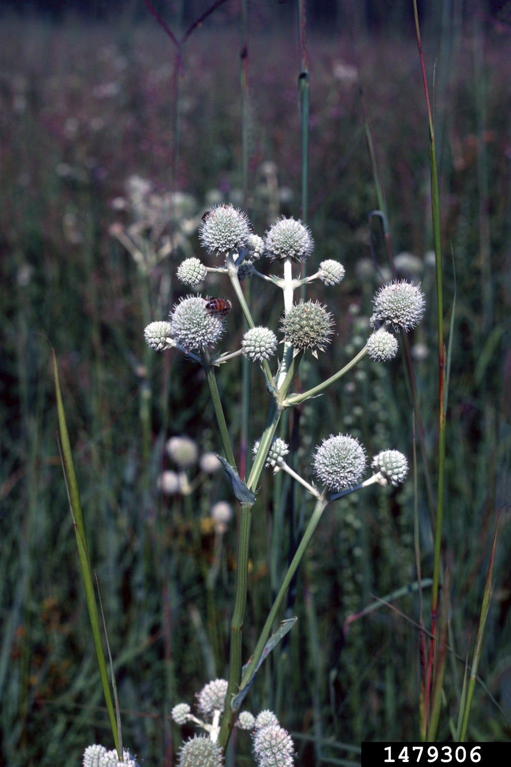 Growing a Rattlesnake Master Plant