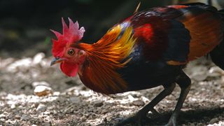 The red junglefowl (Gallus gallus) is a colorful ancestor of the domesticated chicken.