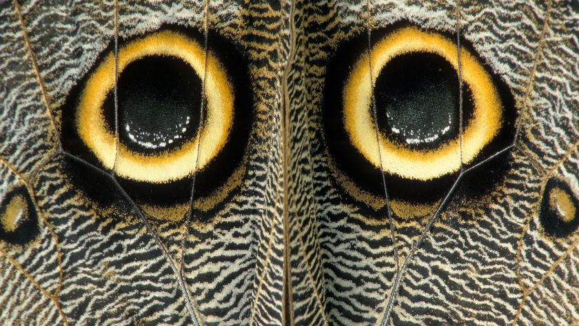 Eye spots on the outer hindwings of a giant owl butterfly (Caligo idomeneus).